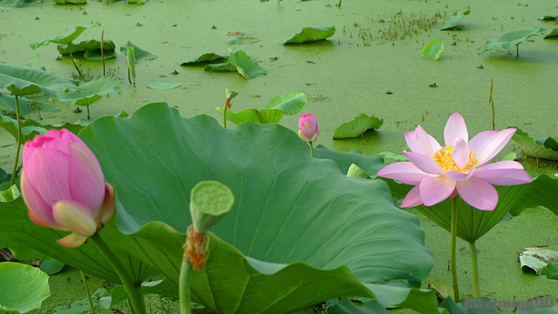 [原创] 江南可采莲------野芷湖荷塘采莲归感