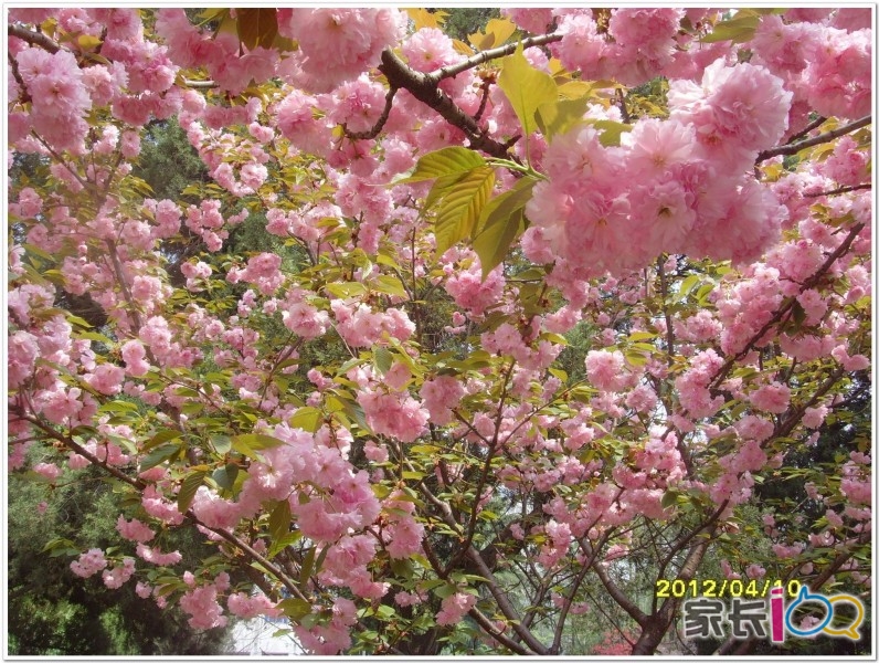 作者: 真我的风采 时间: 2012-4-5 13:05 标题: 中科大罕见绿色樱花下周开花 你知道合肥也有一条樱花大道吗?里面有一株可能是合肥市唯一的绿色樱花。4月1日,中科大西校区赏花图出炉,可不是忽悠人的,图上实实在在标着41处赏花景点,粗略一数,有19种花卉。赏花图由两位学生实景考查、亲手绘制而成,连中科大的老教授都大赞有创意。 何继凌和张宇鹏同来自中科大计算机专业本科三年级,从3月26日开始谋划绘制赏花图,在校园里走一圈,记录下来后,3月28日开始绘图,修改了几版,4月1日上