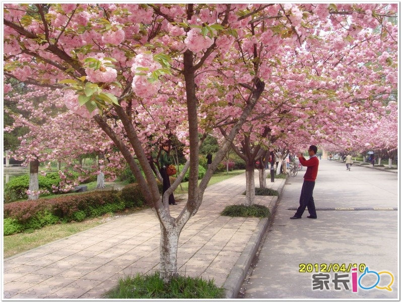 作者: 真我的风采 时间: 2012-4-5 13:05 标题: 中科大罕见绿色樱花下周开花 你知道合肥也有一条樱花大道吗?里面有一株可能是合肥市唯一的绿色樱花。4月1日,中科大西校区赏花图出炉,可不是忽悠人的,图上实实在在标着41处赏花景点,粗略一数,有19种花卉。赏花图由两位学生实景考查、亲手绘制而成,连中科大的老教授都大赞有创意。 何继凌和张宇鹏同来自中科大计算机专业本科三年级,从3月26日开始谋划绘制赏花图,在校园里走一圈,记录下来后,3月28日开始绘图,修改了几版,4月1日上