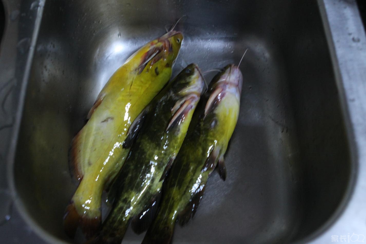 3条黄姑鱼大约一斤七两的样子,还是活的;在池子里还在蹦呢.