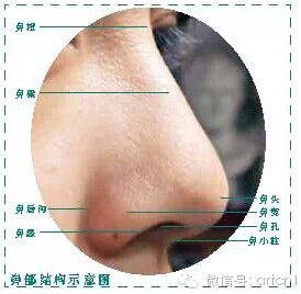 它由鼻根,鼻梁,鼻头,鼻翼,鼻孔,鼻唇沟构成.