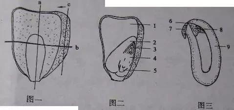 上,用滴管在载玻片中央滴一滴清水;   3)用刀片将洗净的黄瓜表皮刮掉