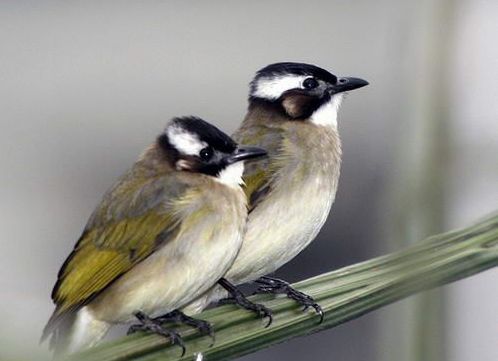 白头鹎(pycnonotus sinensis)别名:白头翁,白头婆.鸟纲雀形目鹎科.