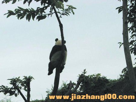 一只熊猫在一棵孤单的树上,抬头望天,没有玩伴