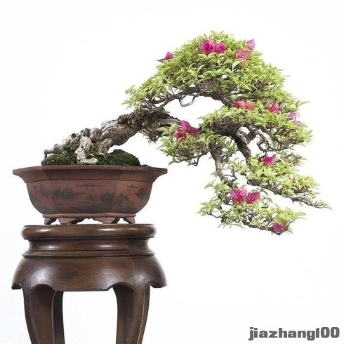 [网球与休闲] 秀秀俺的树桩盆景