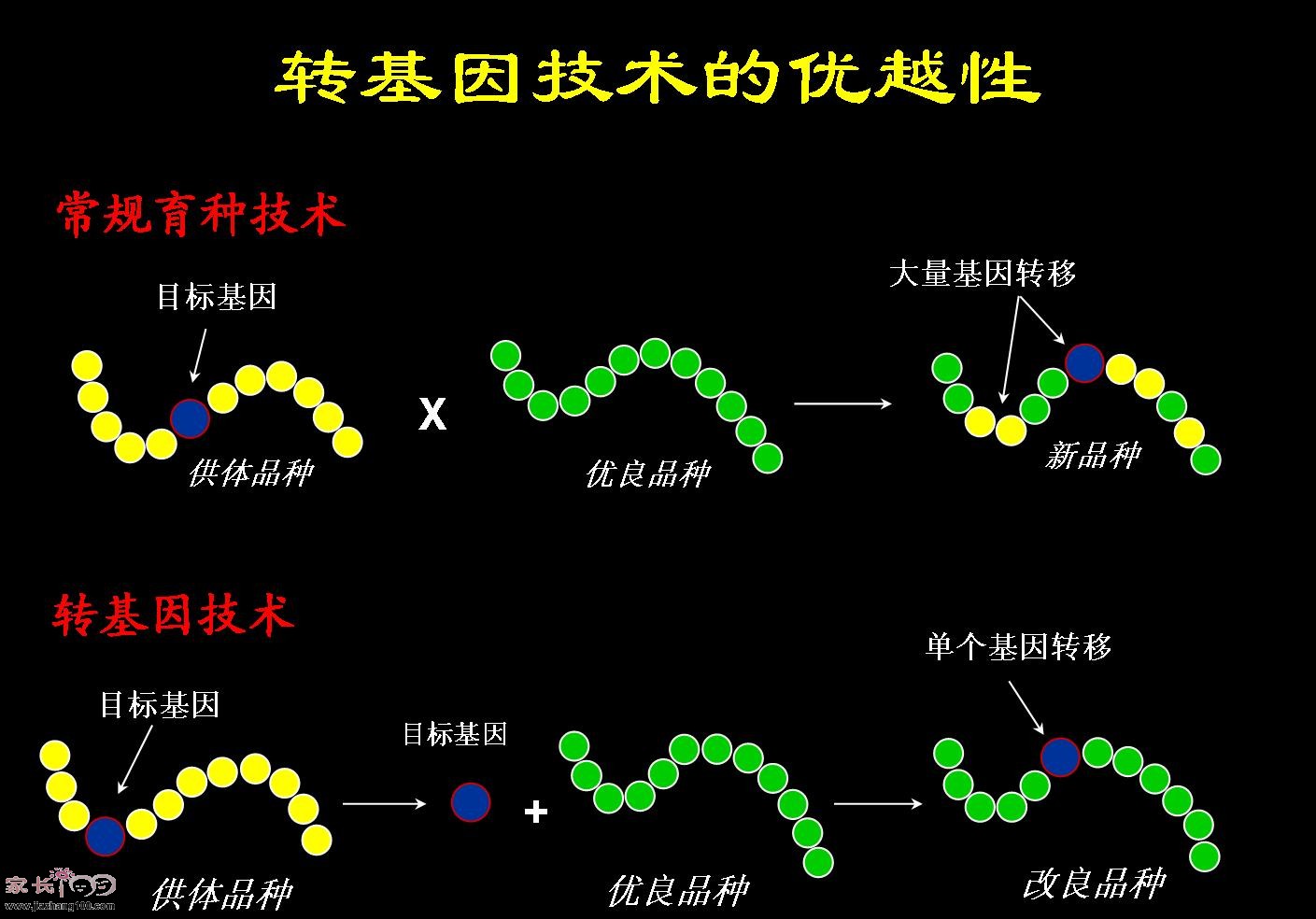 转基因科普之一